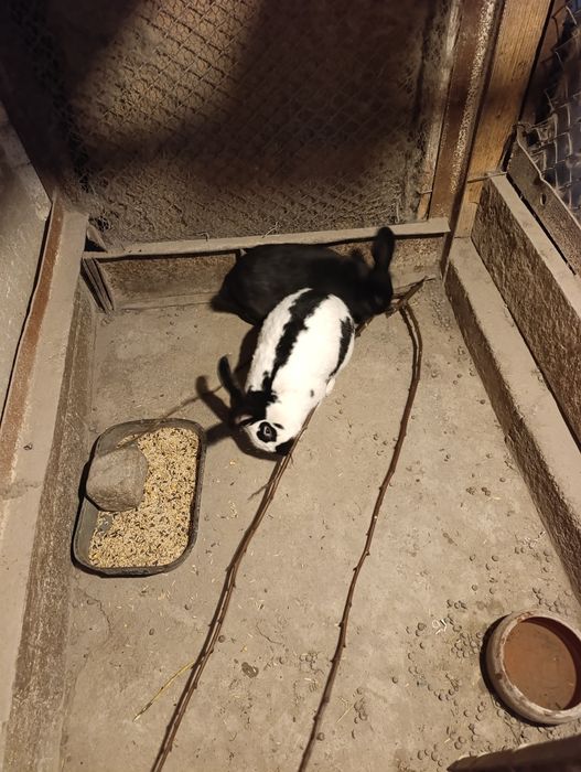 Зайци.на 4 5 месеца