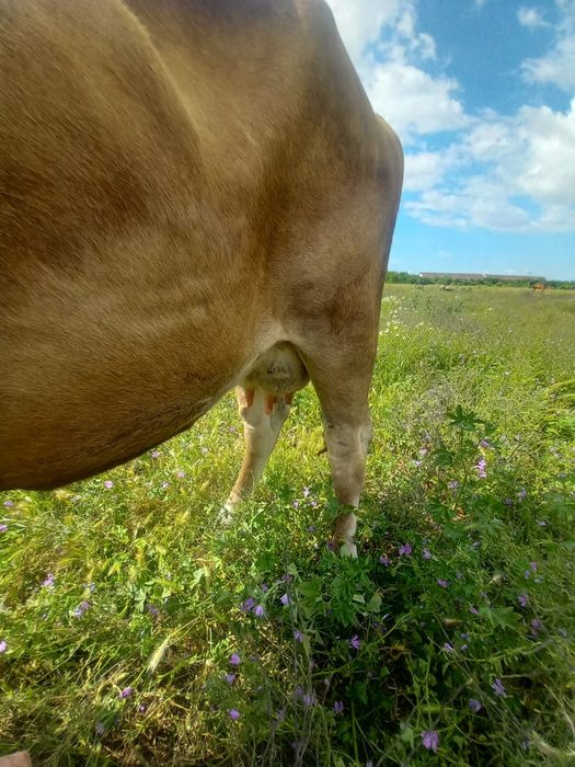 Vând vaca de 4 ani gestanta in 3 luni jumate se poate controla
