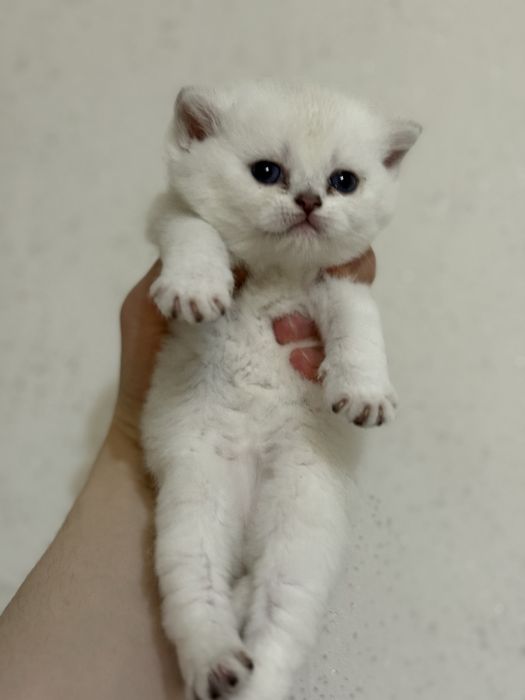 Продам британских котят шиншиллы