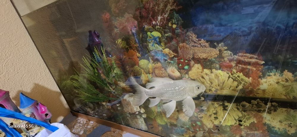 Аквариум ва Балаклари сотилади