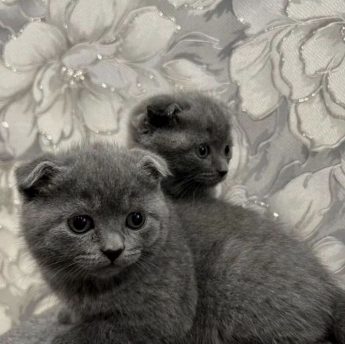 Британские котята