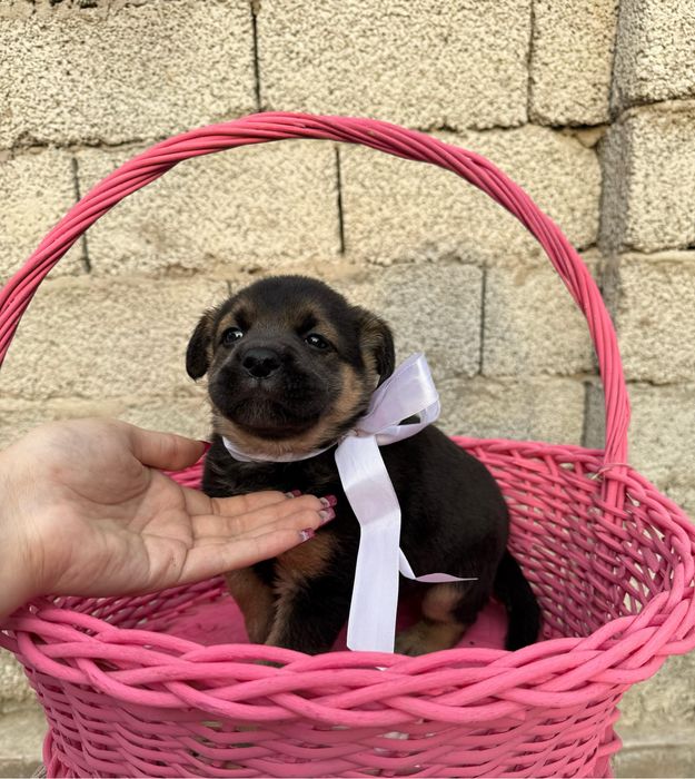 Отдаю щенков в добрые руки