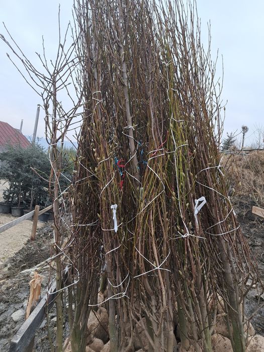 Catalpa,Magnoli Grandiflora Platani etc