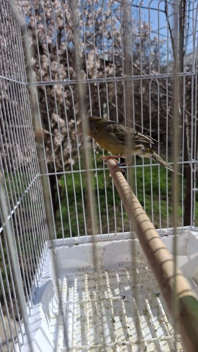 Канарейка красный дерево