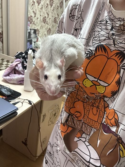 отдам крыс в хорошие руки