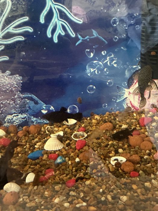 Аквариум балықтарымен бірге