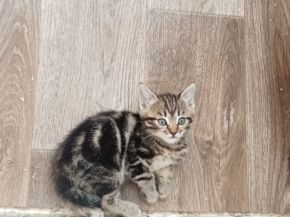 Красивые котятки