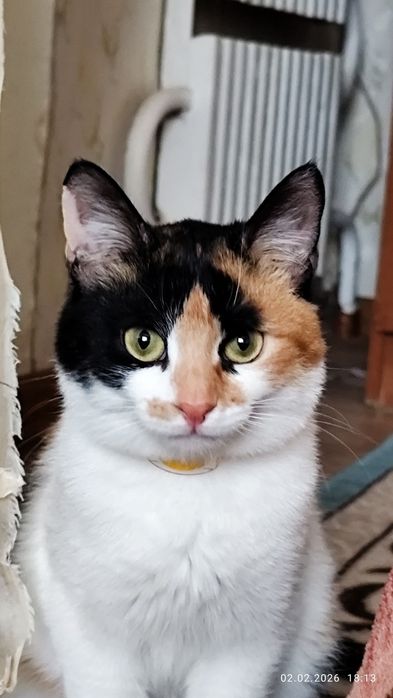 Отдаем кошку за вкусняшки