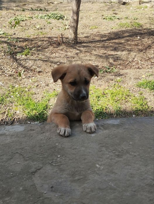 Kuchuk bolasi sotiladi