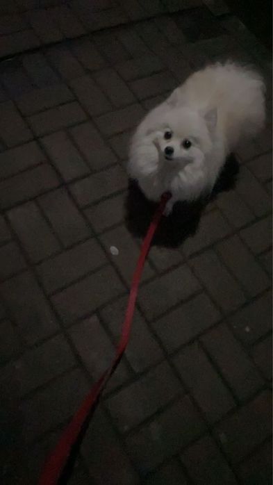 Шпиц мальчик продам