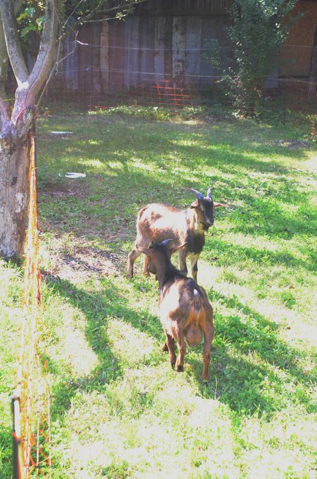 Capre pitice de vânzare