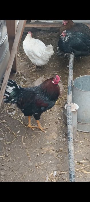 Продаю петуха , хозяина двора есть и другие породы