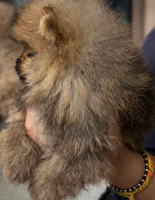 Померанчета - момчета