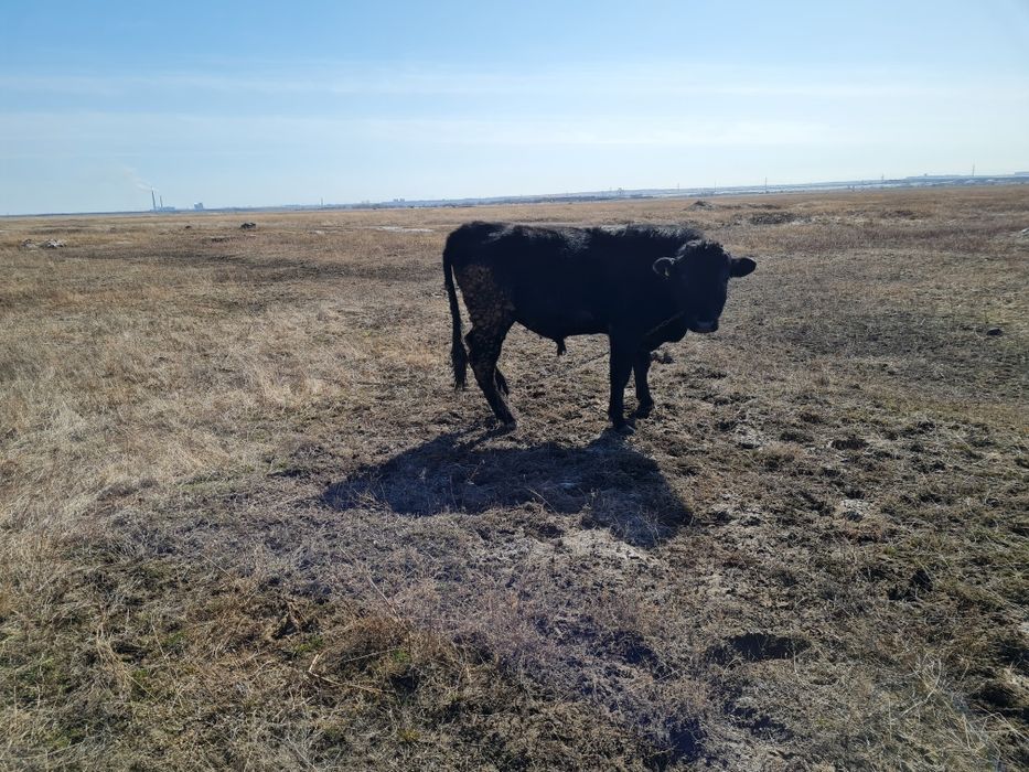 В продаже коровы телята