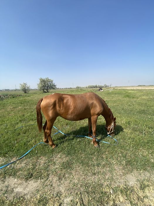 Жаксы бие сатылады