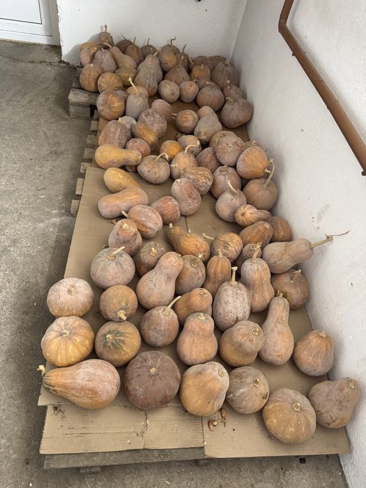 Продам домашнюю тыкву