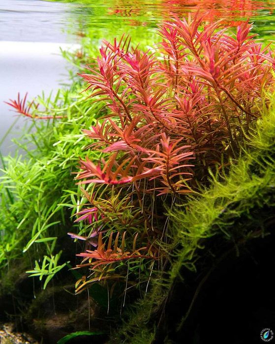 Аквариумное растение    Ротала Хра (Rotala H'Ra)