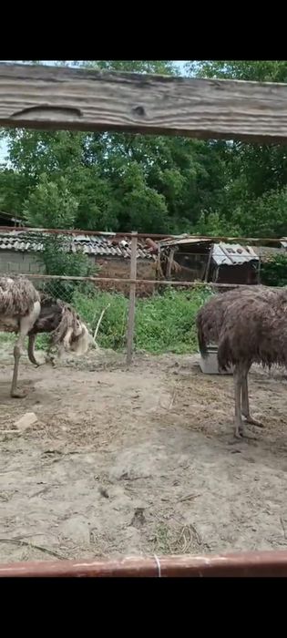 Vând două femele strut african.