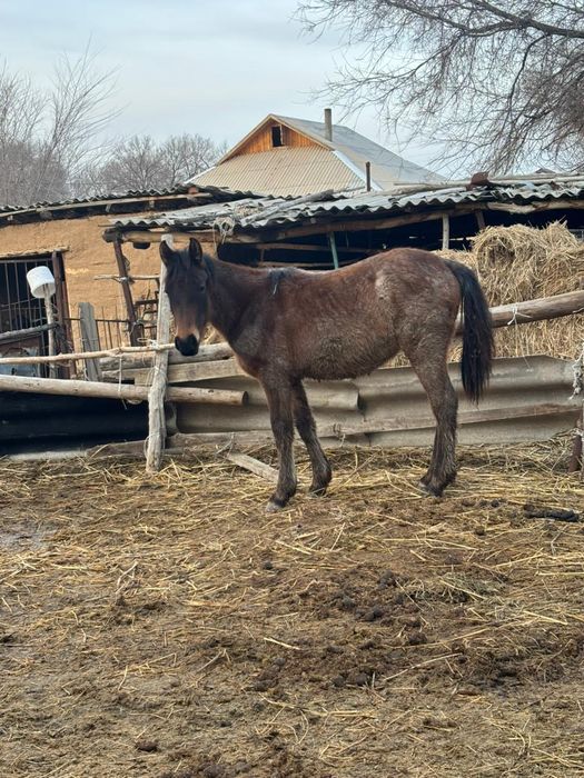 Тай байтал Тай байтал