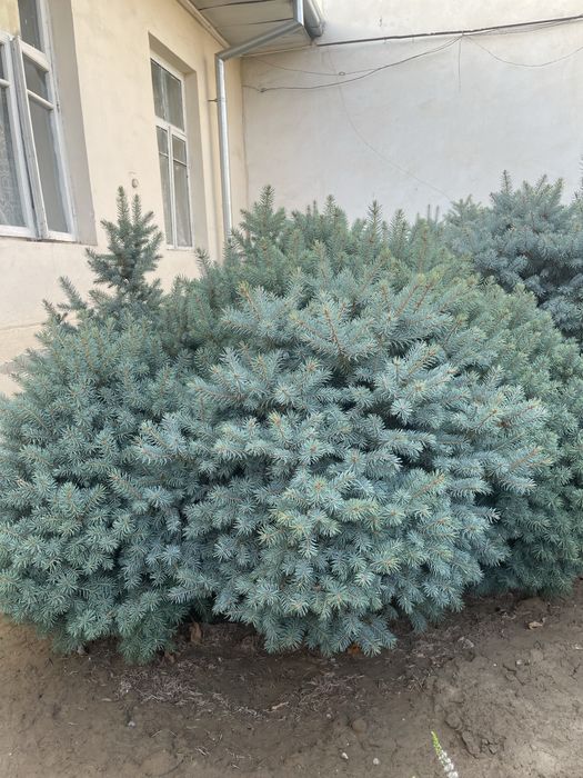 150$ Арчалар сотилади ОПТОМ! Европадан келтирилган!