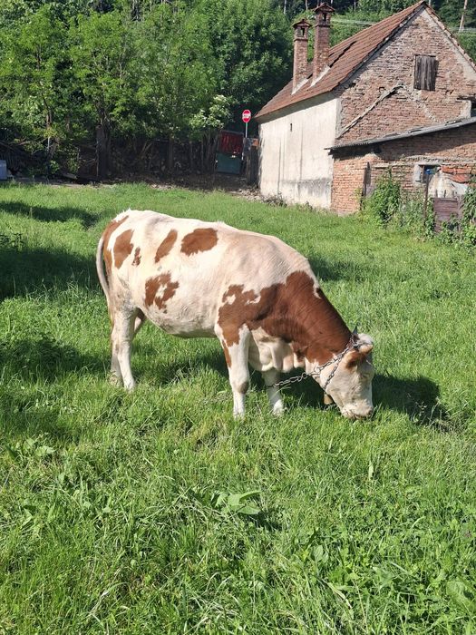 De  vânzare junincă bălțată românească