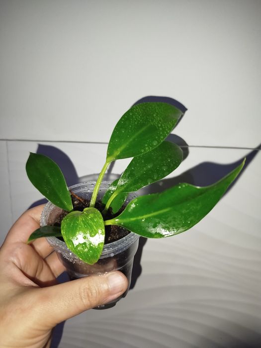 Feladendron birkin detkasi