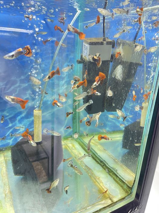 Аквариумные рыбки гуппи