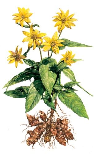 +4 Kg Rizomi  Napi ( Soi Toscana ) Italia