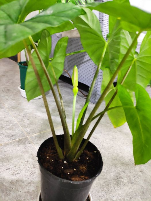 Алоказия коразон  красивый сорт