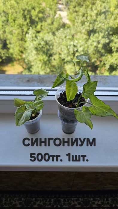 Комнатные растения