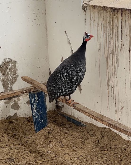 Цесарка Петух Қораз