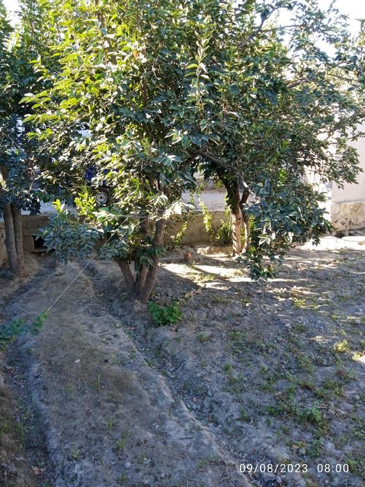 Hovli sotiladi 5 sòtix