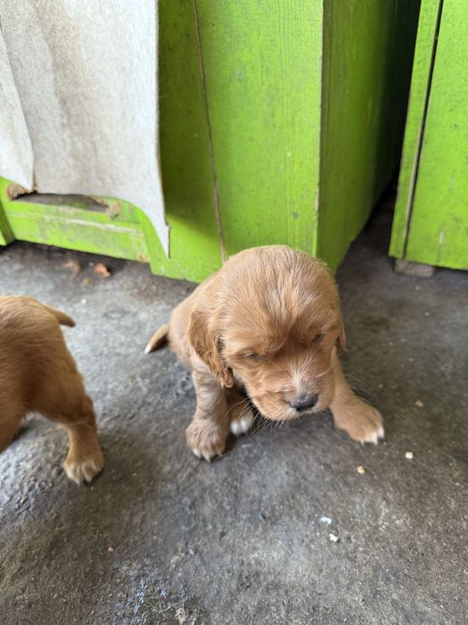 Щенки спаниеля и сеттера