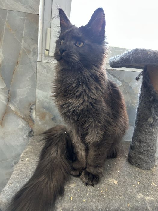 Котята мейн кун полидакты