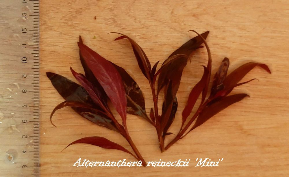 Аквариумни растения