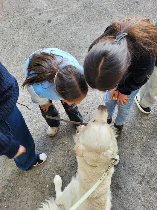 Золотистый ретривер ищет невесту!