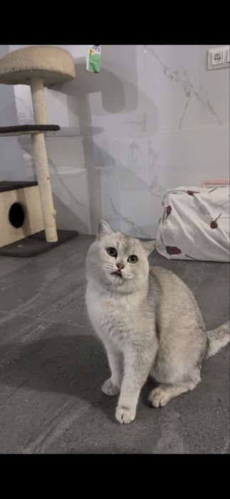 Британская серебристая шиншилла мальчик ny11