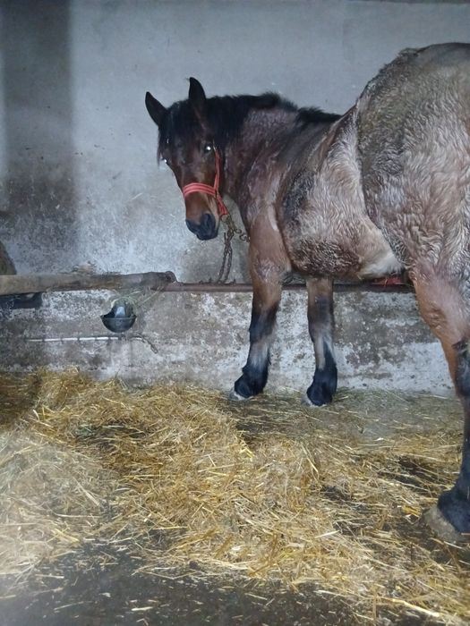 Vând mânză de 2 ani