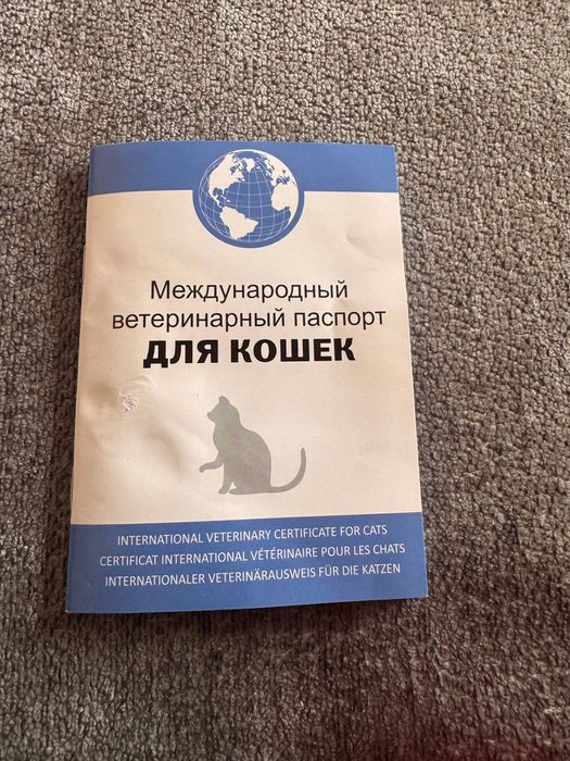 Кошка скоттиш породистая