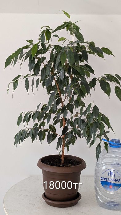 Фикус Бенджамина, комнатное растение