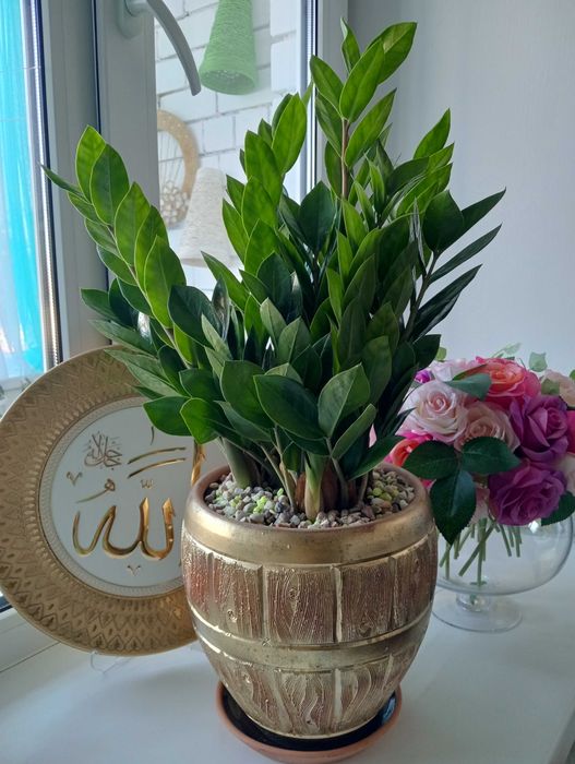 Красивые и Уютные Цветы в Ваш Дом