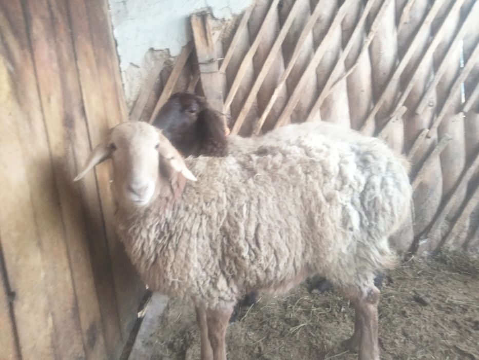 Продам 3 баран Сек (кострат)