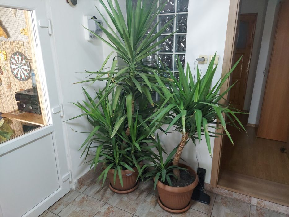 de vanzare plante yucca