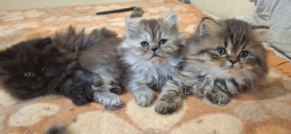 Персийски котета