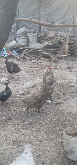 2 ta erkak g'oz sotiladi.