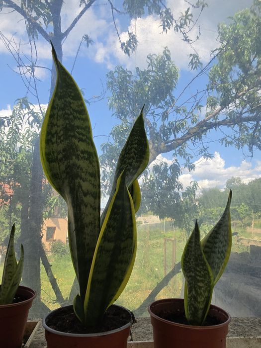Planta limba soacrei