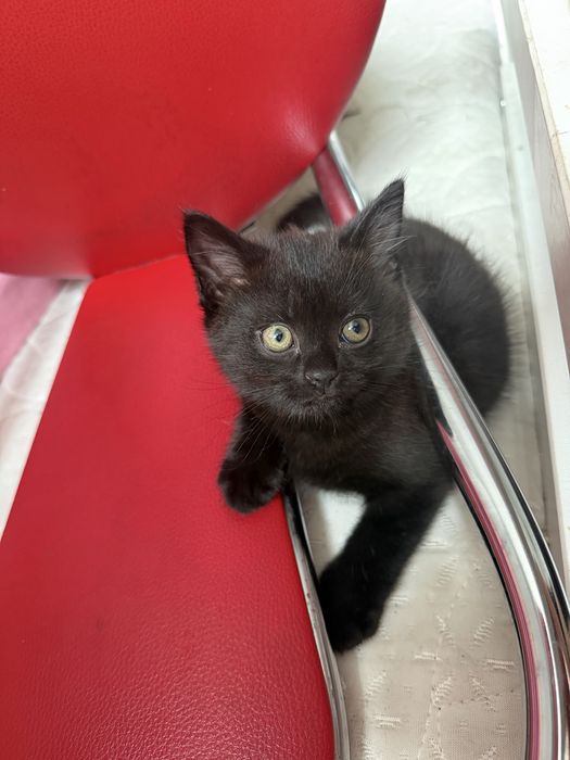 Котята шотландские
