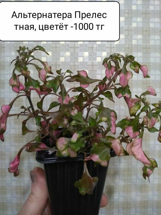 Продам комнатные цветы