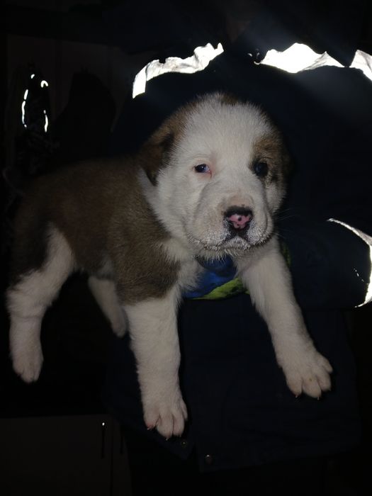 Күшік сатылады. Бағасы 60 мың