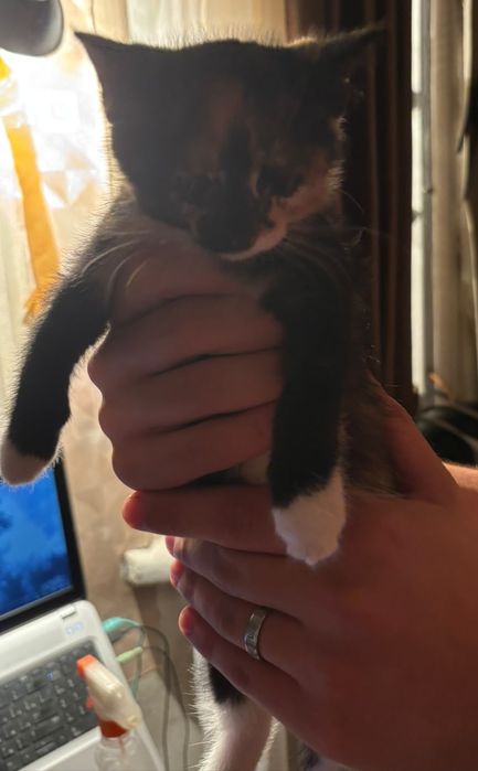 Отдам котят в добрые руки.
